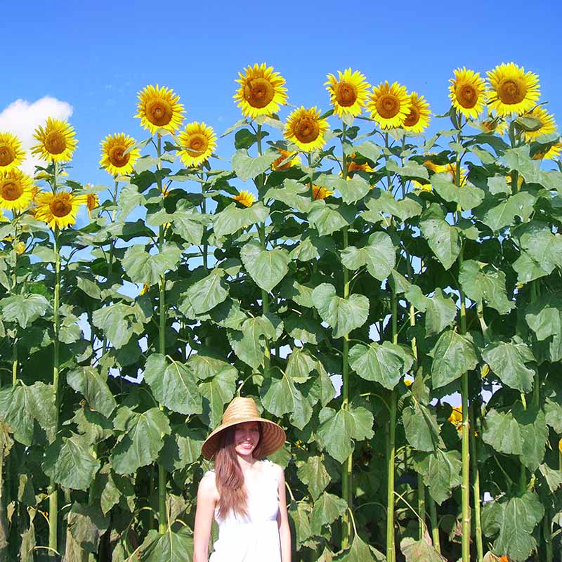 sunflower seed plant Sunflower American Giant F1 Seed RAW / 50 Seeds / UNTREATED