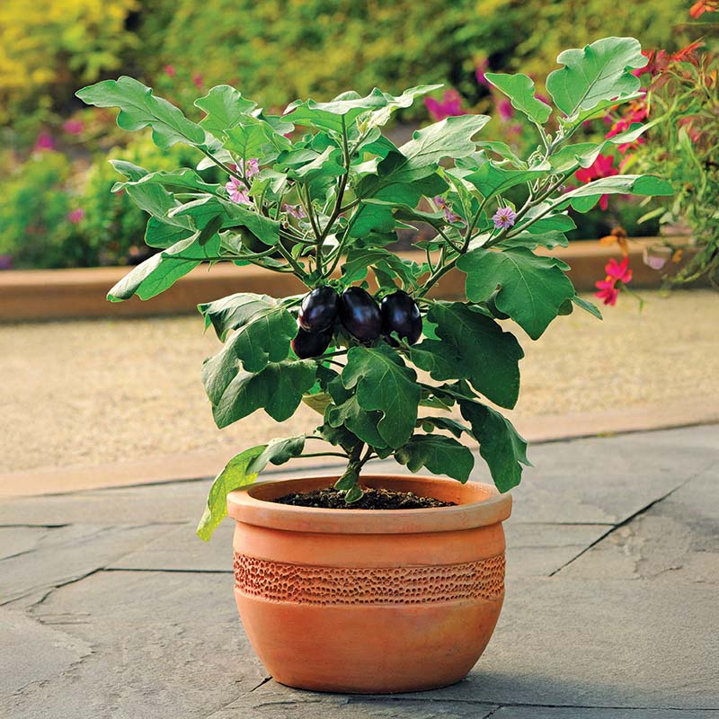 Eggplant Patio Baby F1 Seed – Harris Seeds