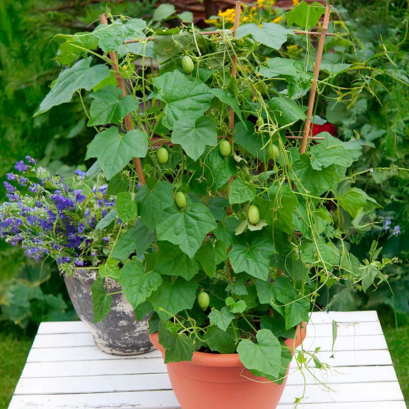 melon indoor plant Melothria Mouse Melon Seed RAW / 50 seeds / UNTREATED