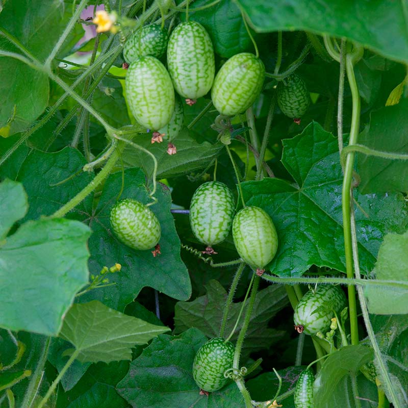 Melothria Mouse Melon Seed – Harris Seeds
