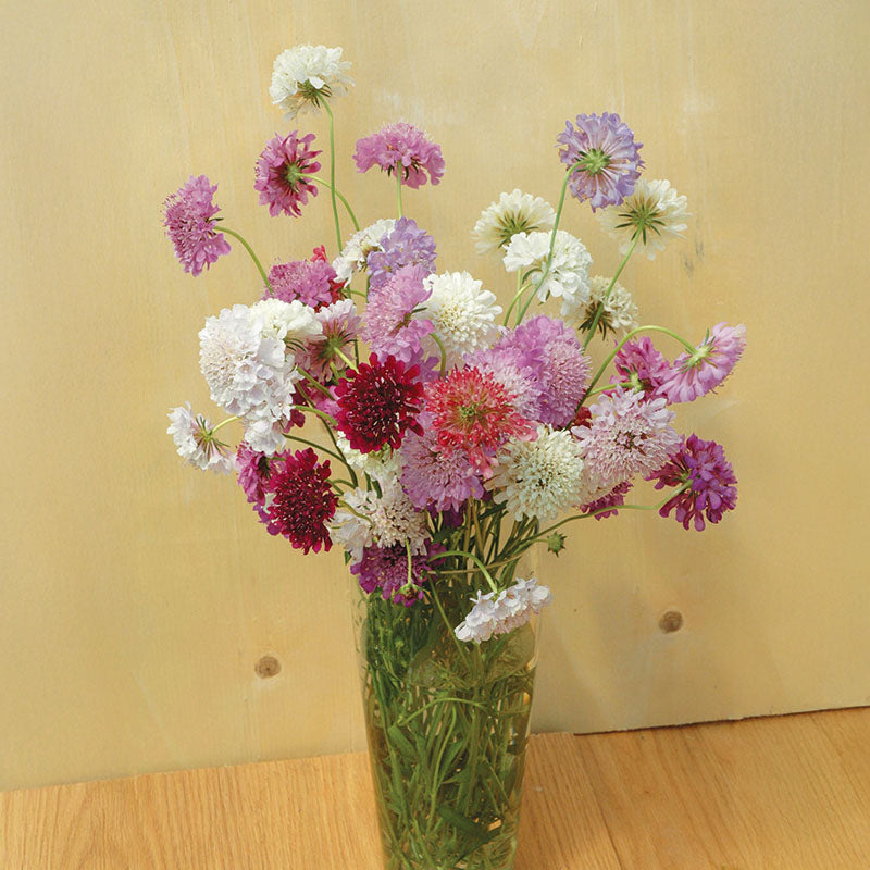 Scabiosa QIS Mix Seed – Harris Seeds