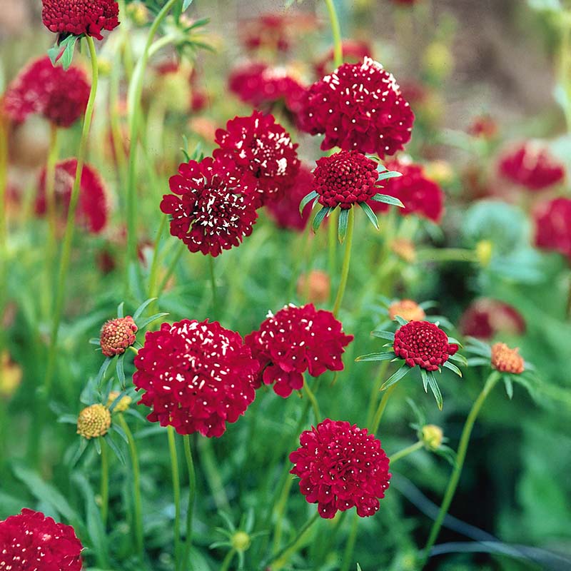 scabiosa flower seeds Harris Seeds - Scabiosa QIS Mix Seeds - Large Flower