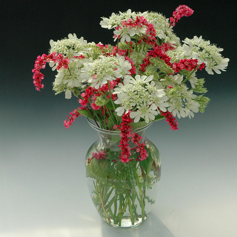 orlaya flower seeds Orlaya White Finch Seeds - UNTREATED