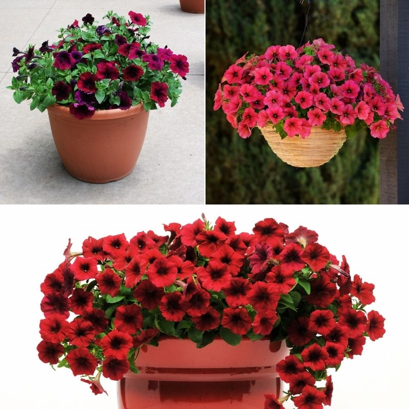 planting pelleted petunia seeds Harris Seeds - Petunia Easy Wave Velour Collection Seeds