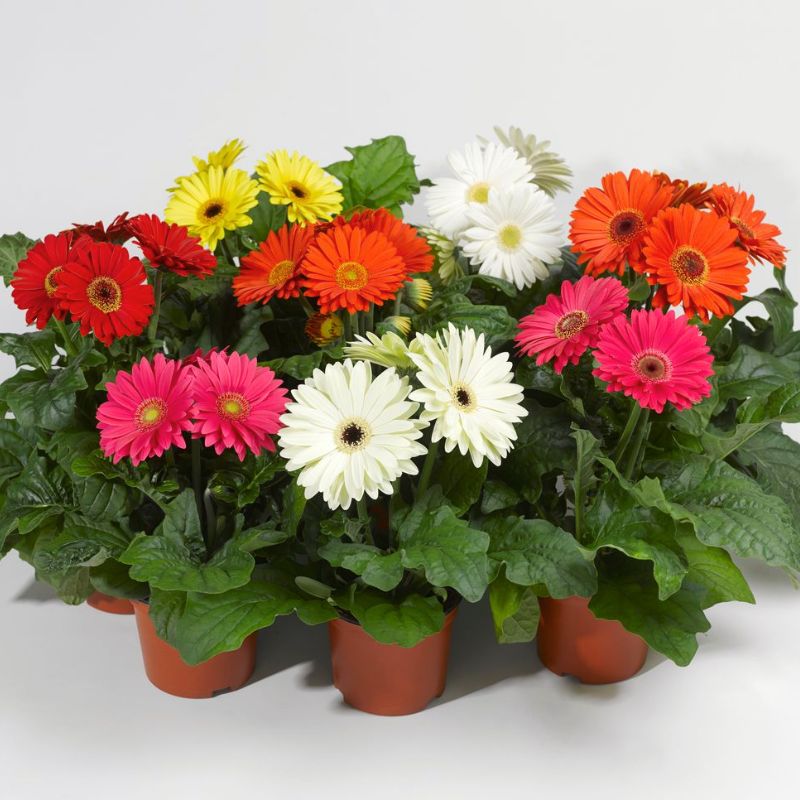 gerbera plant fertilizer Gerbera Bengal Mix F1 Seed