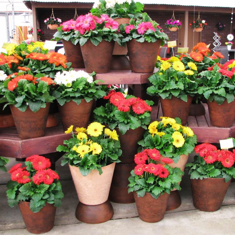 gerbera potting mix Gerbera Bengal Mix F1 Seed