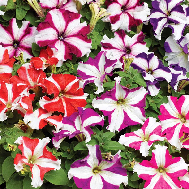 petunia mix flower seeds Petunia Tritunia Star Mix F1 Seed