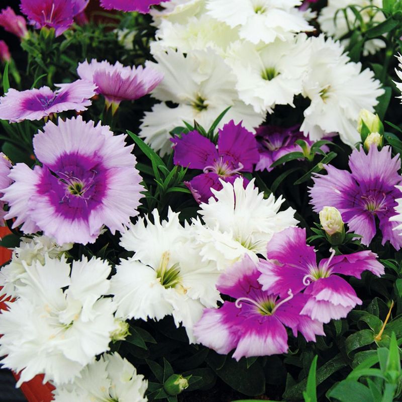 Dianthus Diana Lavendina Mix F1 Seed – Harris Seeds
