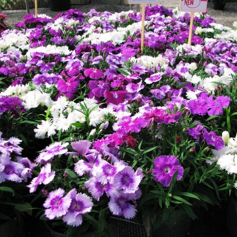 Dianthus Diana Lavendina Mix F1 Seed – Harris Seeds