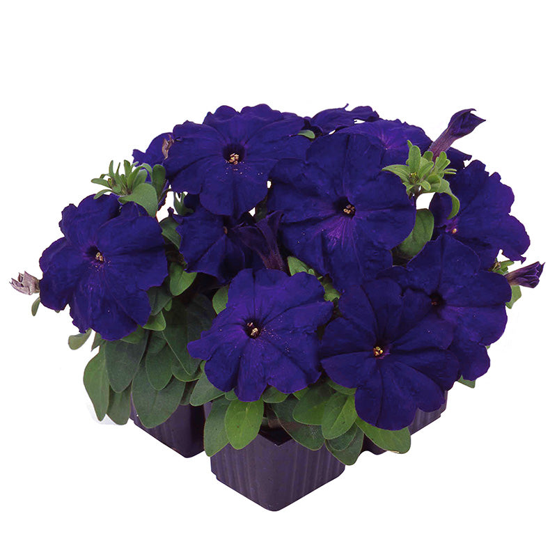 ■The Nymph  ～Blue Dun～（ザ ニンフ ブルーダン）　27年 Petunia Limbo GP Blue F1 Seed – Harris Seeds