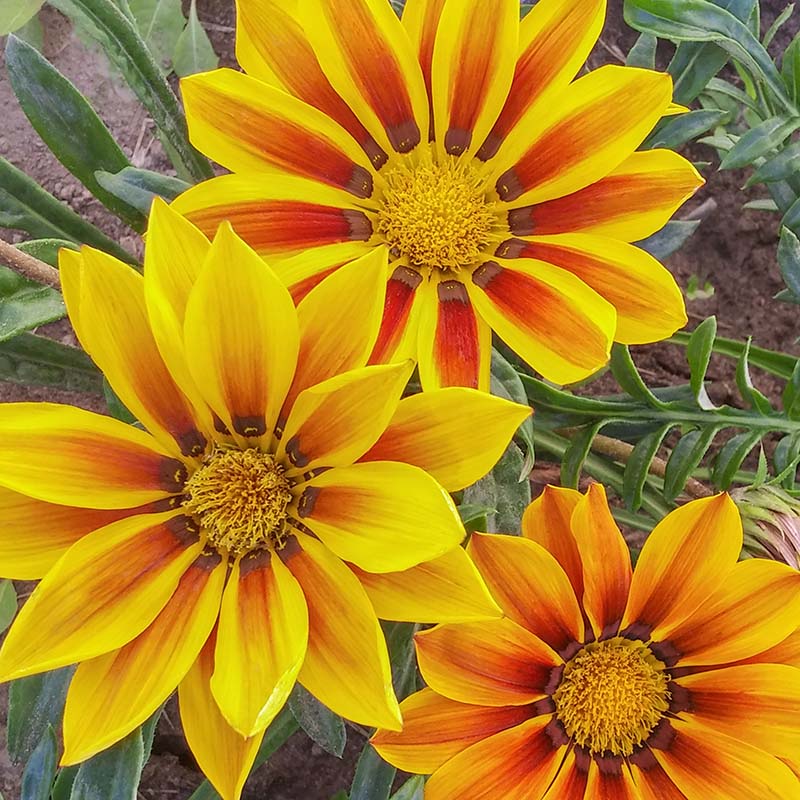 flower ring❤フレイアイディー、ジーナシス、ダズリン、スナイデル、ザラ Gazania New Day Tiger Mix F1 Seed – Harris Seeds