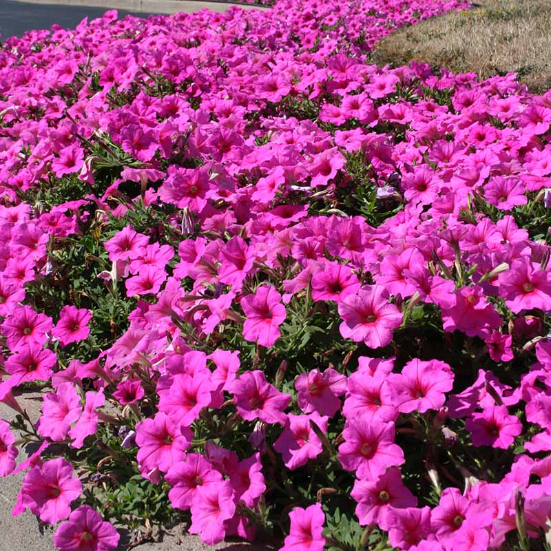 500 Graines de Pétunia Nain Rose - SemiSauvage 500 Graines de Pétunia Nain Rose - SemiSauvage