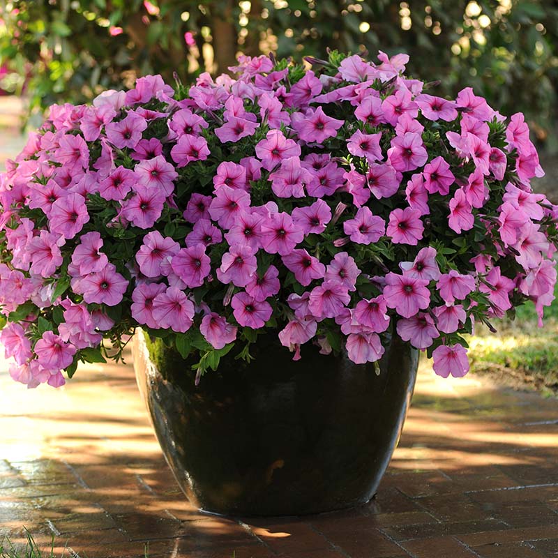 Petunia Easy Wave Pink Passion F1 Seed – Harris Seeds