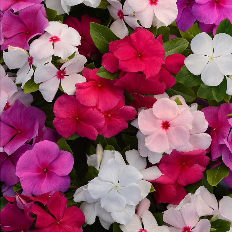 valiant herbicide Vinca Valiant Mix F1 Seed RAW / 100 Seeds / UNTREATED