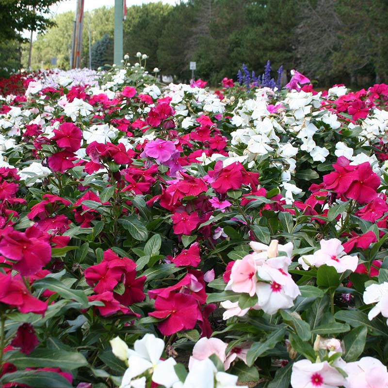 vinca flower seeds for sale Vinca Valiant Mix F1 Seed RAW / 100 Seeds / UNTREATED