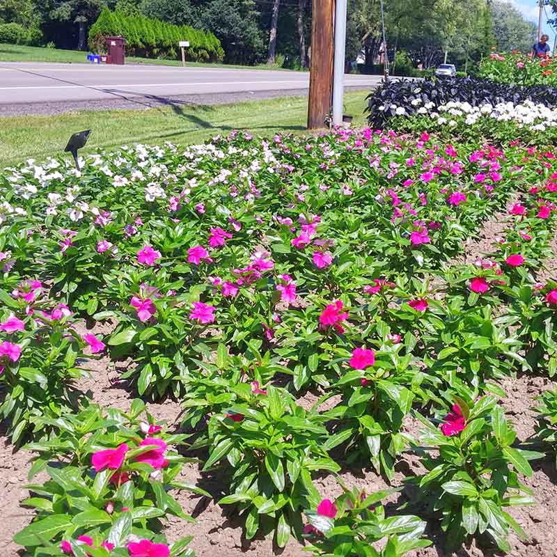planting vinca seeds outdoors Vinca Valiant Mix F1 Seed – Harris Seeds