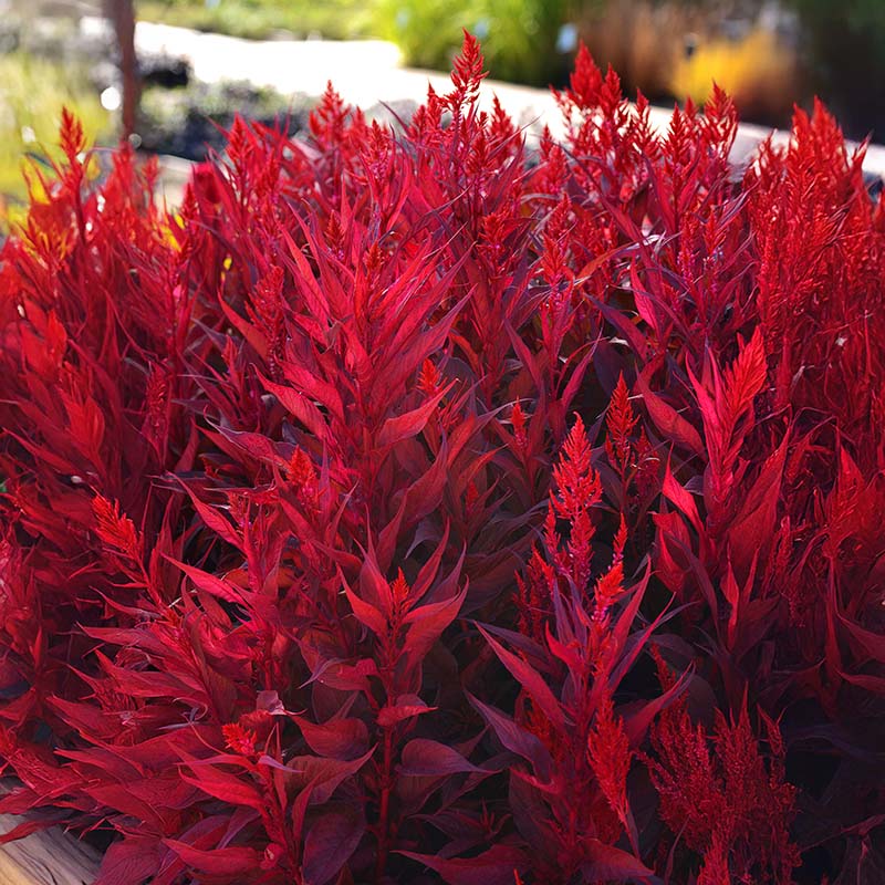 celosia plant indoor Celosia Dragon's Breath Seed Untreated