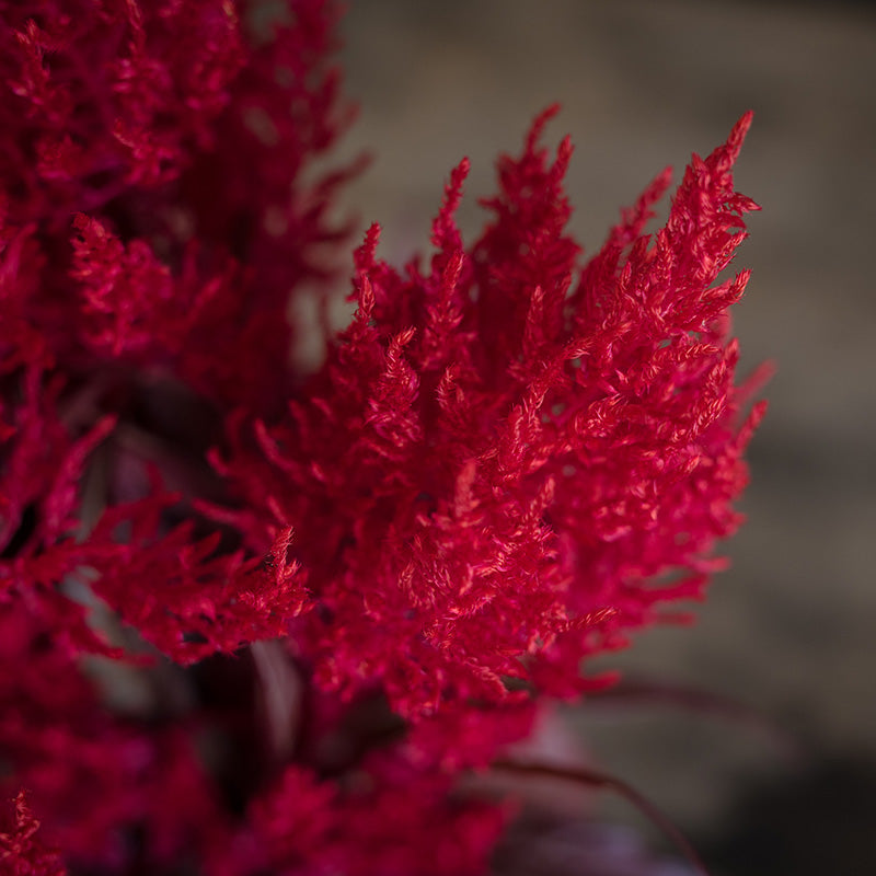 dragon's breath plant seeds Celosia Dragon's Breath Seed Untreated
