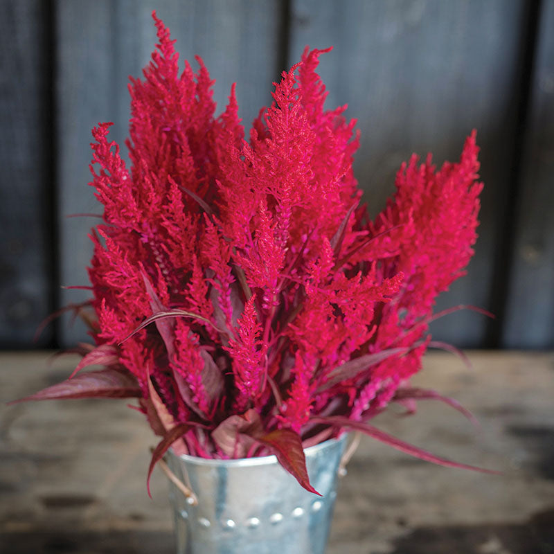 Celosia Dragon's Breath Seed Untreated