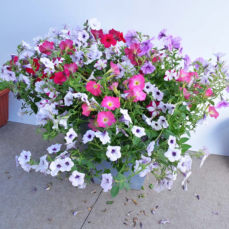 petunia flower seed collection Petunia Easy Wave Novelty Collection F1 Seed