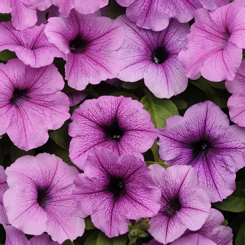 Petunia Easy Wave Novelty Collection F1 Seed – Harris Seeds