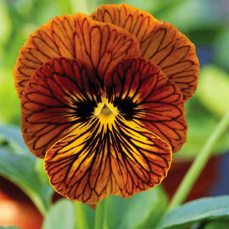 amazing purple tiger face flower seeds Viola Angel Tiger Eye Red F1 Seed – Harris Seeds