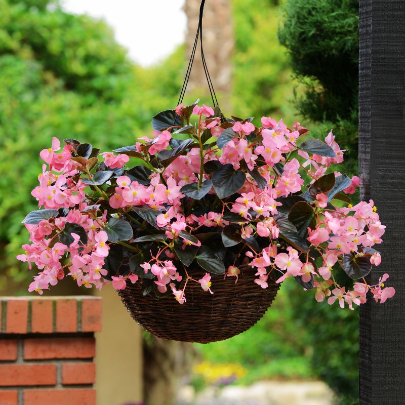 plant with hanging pink flowers Begonia Megawatt Bronze Leaf Pink F1 Seed