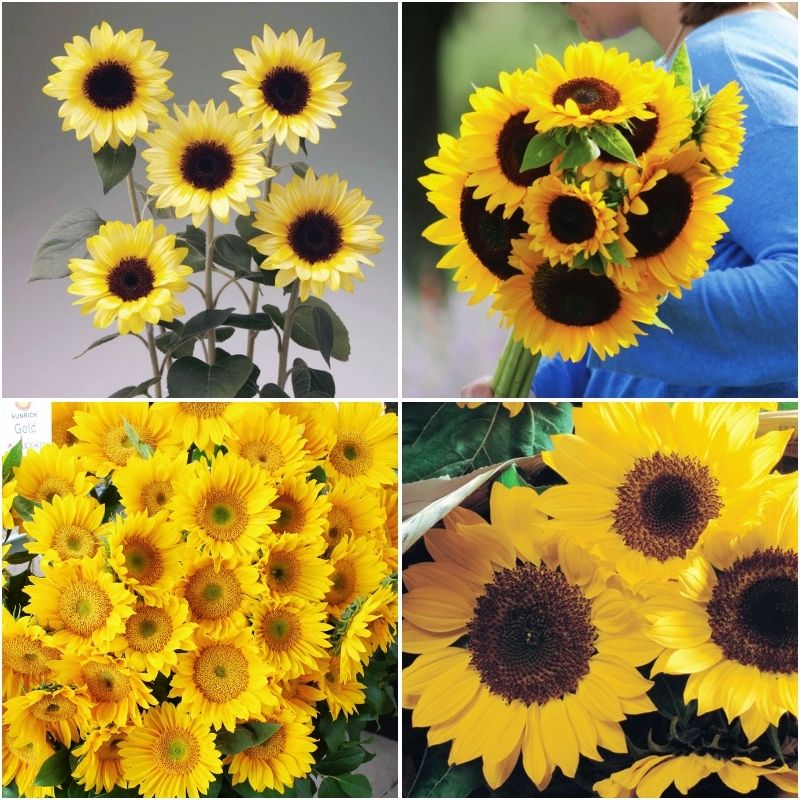 sunflower品 Sunflower Sunrich Collection F1 Seed – Harris Seeds