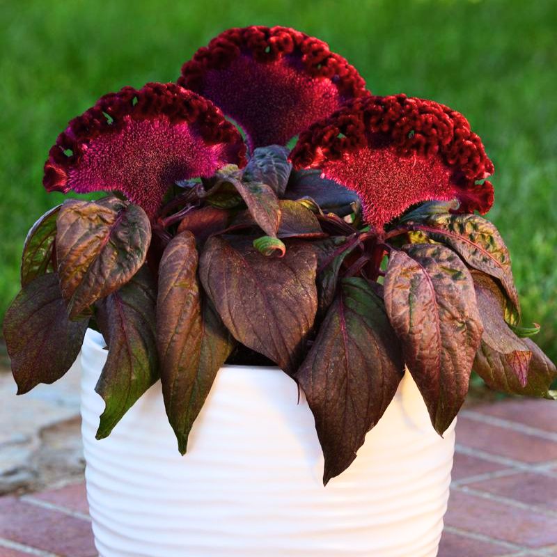 red and black seed plant Celosia Dracula Seed