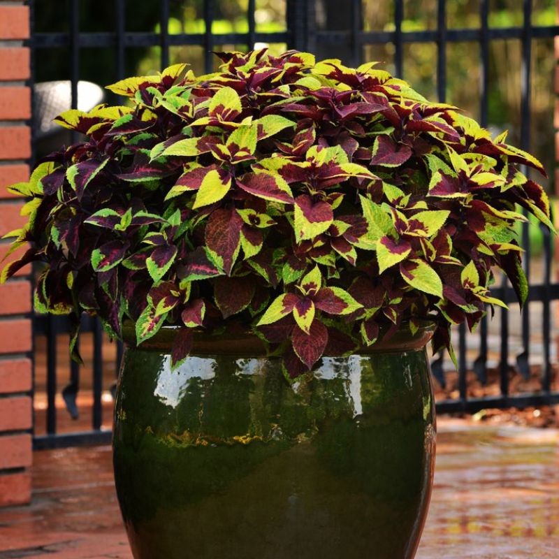 pineapple coleus plant Harris Seeds - Coleus Pineapple Surprise Seeds