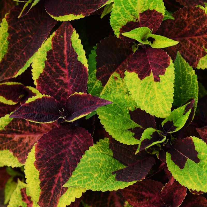 Harris Seeds - Coleus Pineapple Surprise Seeds - Outdoor Bicolor Leaves