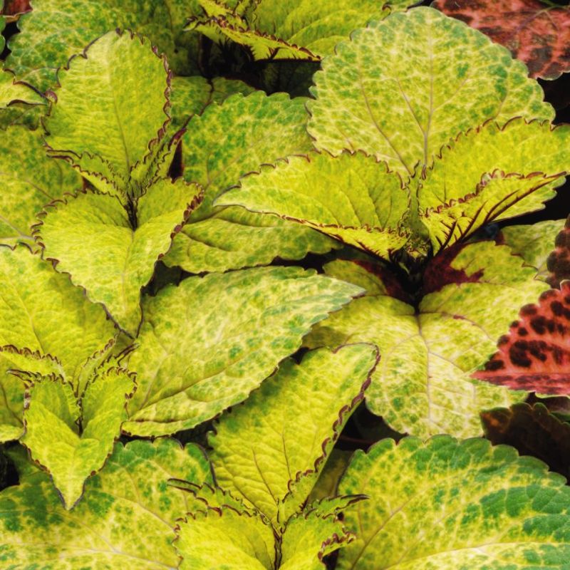 pineapple coleus plant Harris Seeds - Coleus Pineapple Surprise Seeds - Outdoor Bicolor Leaves