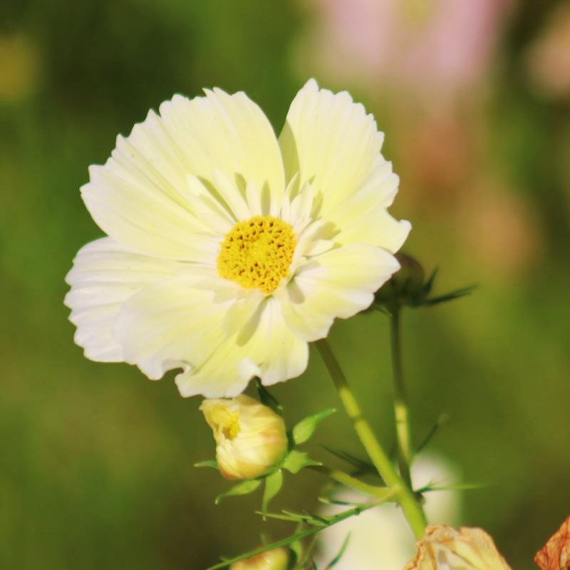 Cosmos Xanthos Seed – Harris Seeds