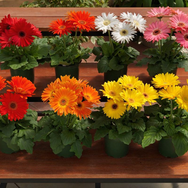 Gerbera Majorette Mix F1 Seed – Harris Seeds
