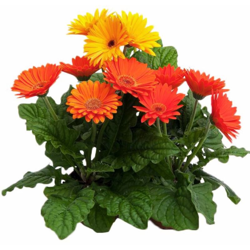 planting gerbera seeds Gerbera Majorette Mix F1 Seed
