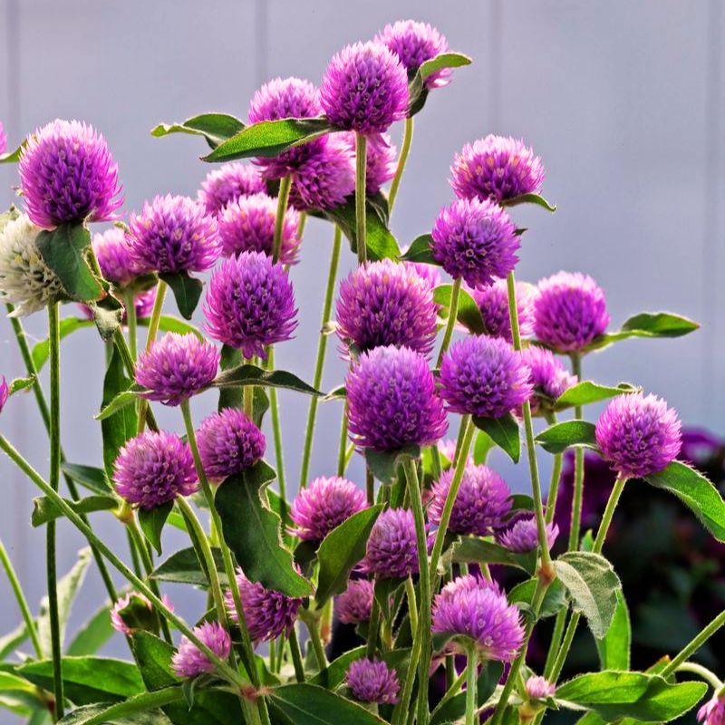 pongapong flower seeds Gomphrena Ping Pong Lavender Seed RAW / 250 seeds / UNTREATED