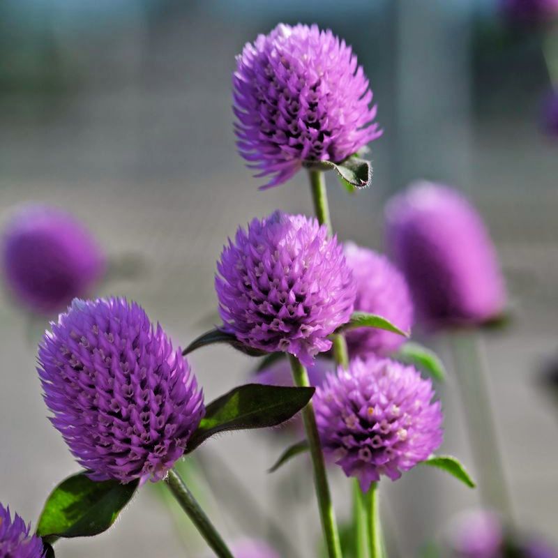 pongapong flower seeds Gomphrena Ping Pong Lavender Seed RAW / 250 seeds / UNTREATED