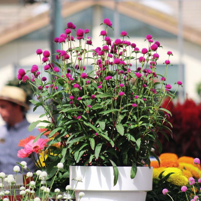 Gomphrena Ping Pong Purple Seed RAW / 250 seeds / UNTREATED