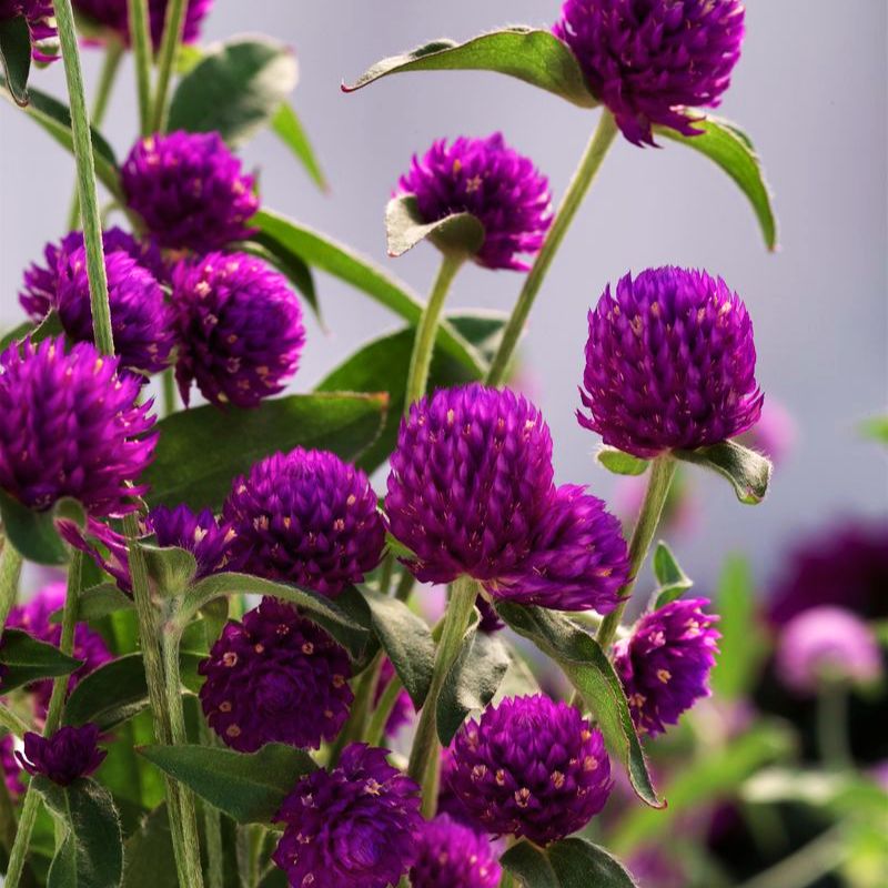 pongapong flower seeds Gomphrena Ping Pong Purple Seed RAW / 250 seeds / UNTREATED
