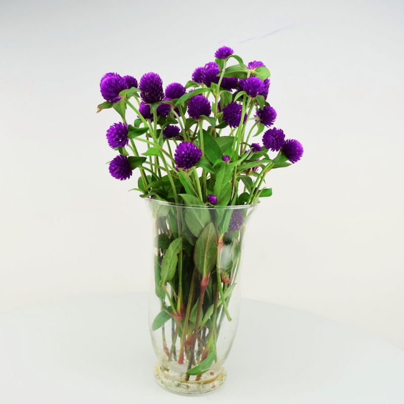 pongapong flower seeds Gomphrena Ping Pong Purple Seed RAW / 250 seeds / UNTREATED