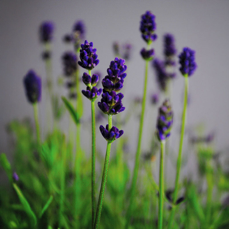 dark lavender plant Lavender Lavance Deep Purple Seed