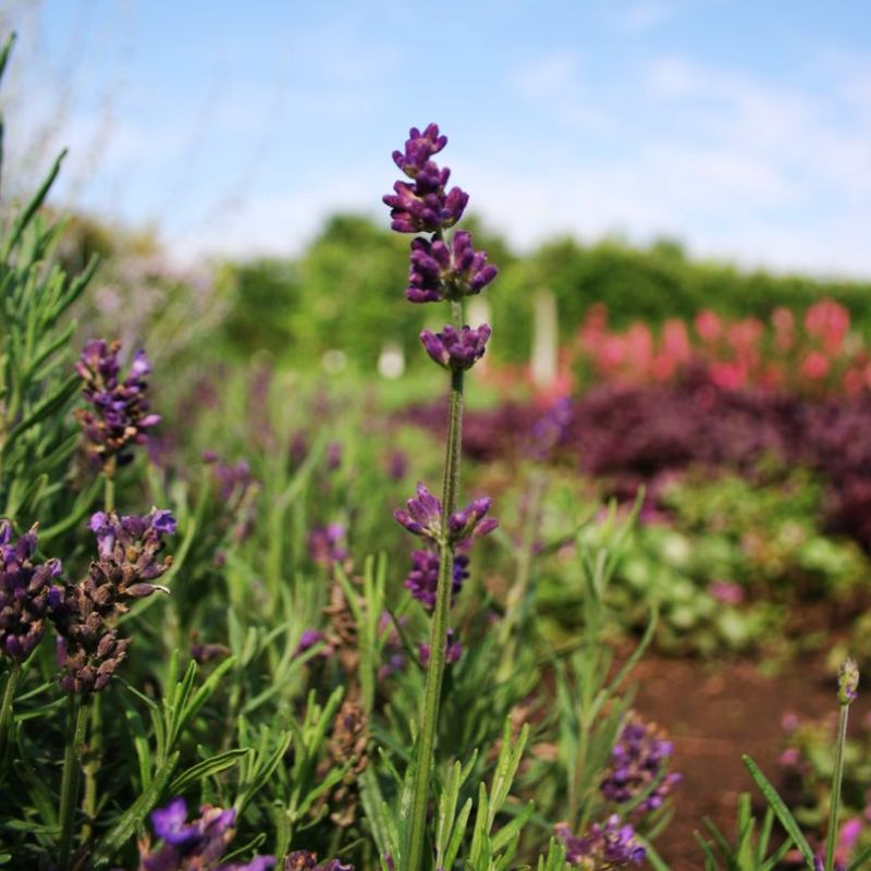 lavender spice plant Lavender Lavance Deep Purple Seed