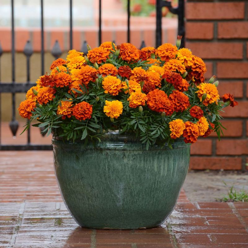 fireball marigold seeds Marigold New World Fireball Seed
