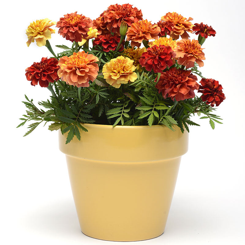 strawberry blonde marigold seeds Marigold New World Strawberry Blonde Seed