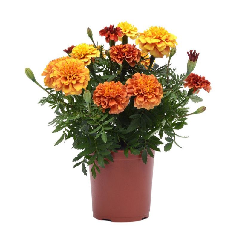 strawberry blond marigold seeds Marigold New World Strawberry Blonde Seed