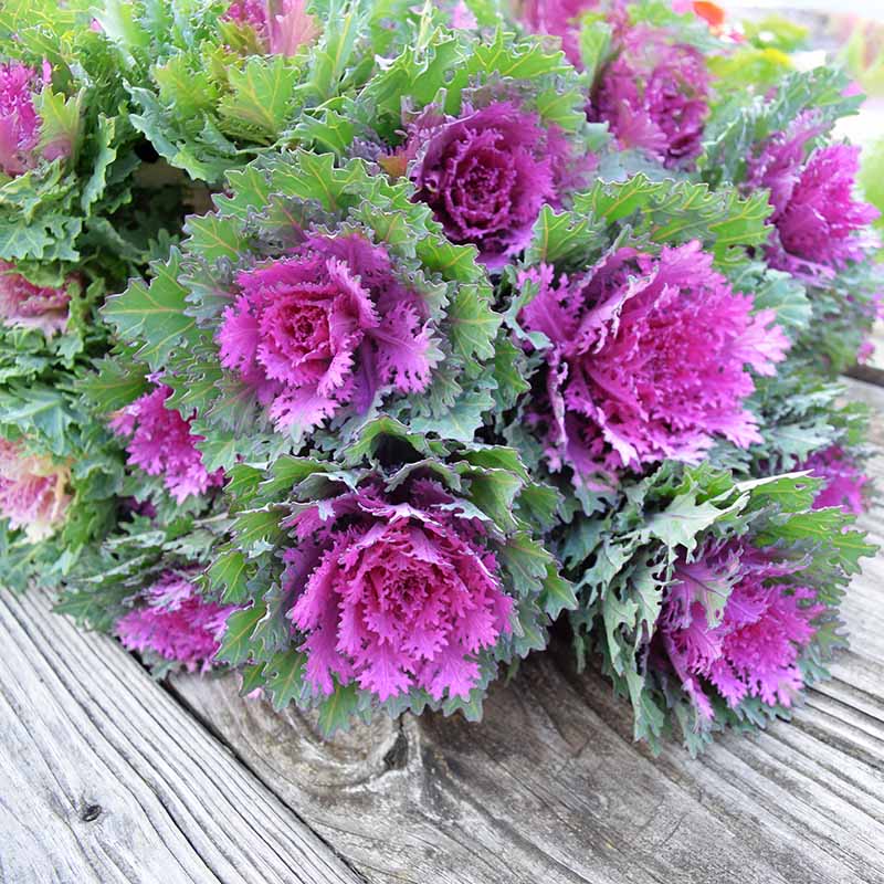 potted kale plants for sale Harris Seeds - Ornamental Red Kale Crane Feather Queen F1 Hybrid