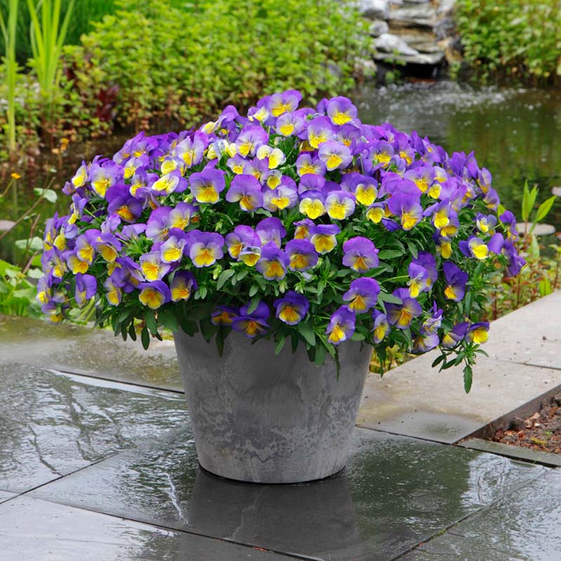 Pansy Cool Wave® Morpho Seed – Harris Seeds