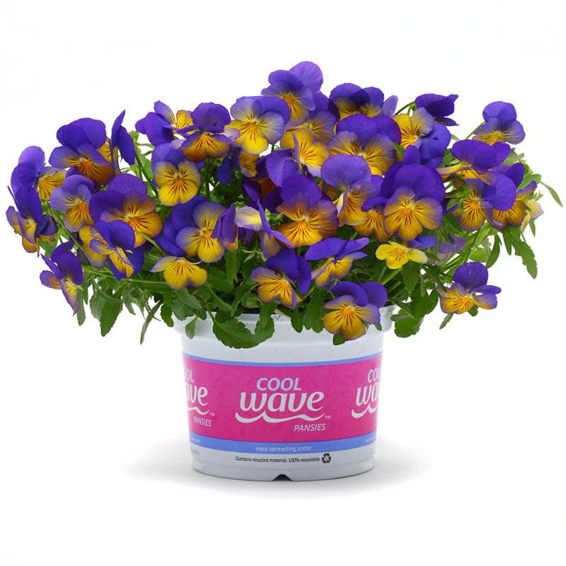 Pansy Cool Wave® Morpho Seed – Harris Seeds
