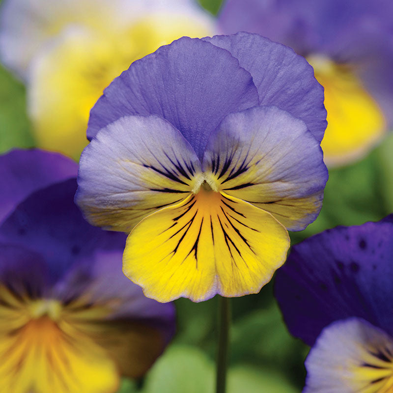 Pansy Cool Wave® Morpho Seed – Harris Seeds