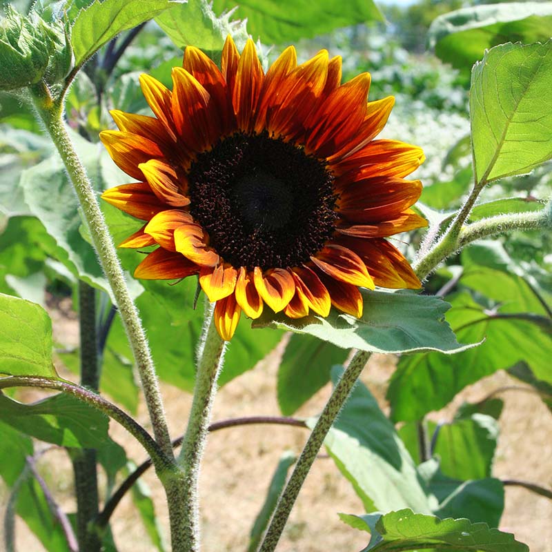 herbicide resistant sunflowers Sunflower Shock-o-Lat F1 Seed RAW / 1,000 seeds / UNTREATED